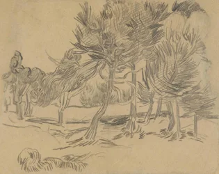 A Group of Pine Trees